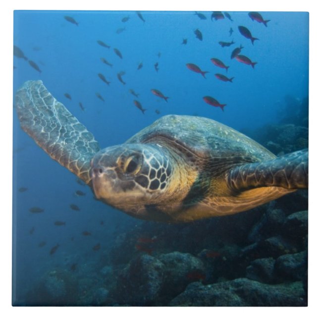 Azulejo De Cerámica Tortuga negra (verde) (Chelonia agassizi) (Frente)
