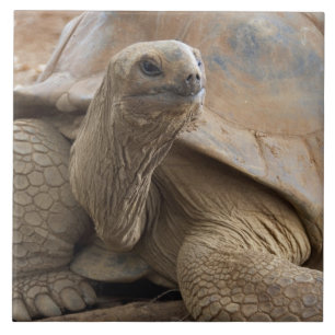 Azulejo De Cerámica Tortuga terrestre de Seychelle Aldabra