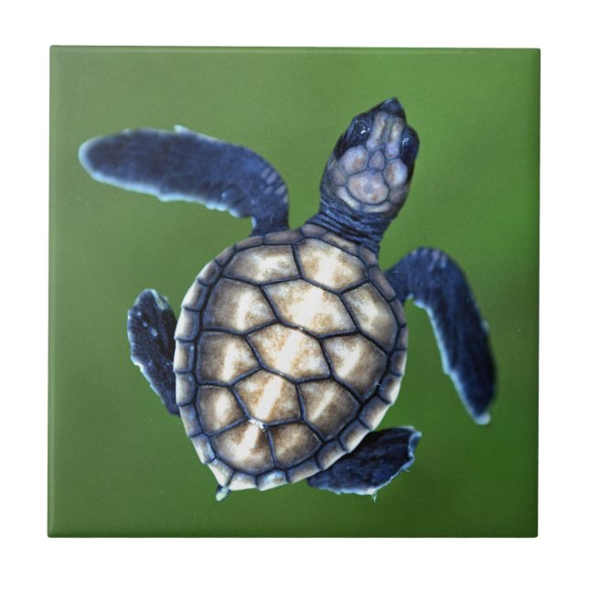 Azulejo De Cerámica Tortuga verde bebe (Frente)