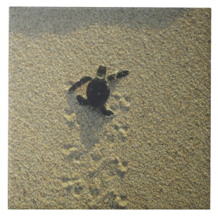 Azulejo De Cerámica Tortuga Verde, (Chelonia mydas), cría