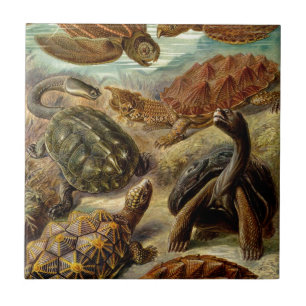 Azulejo De Cerámica Tortugas de Haeckel de época