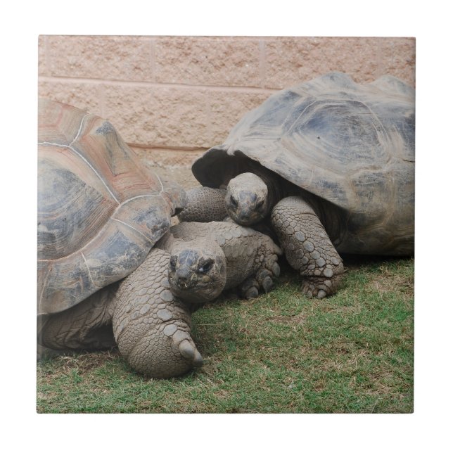 Azulejo De Cerámica tortugas gigantes (Frente)