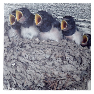 Azulejo De Cerámica tragos de granero jovenes