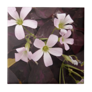 Azulejo De Cerámica Trébol falso Oxalis Triangularis