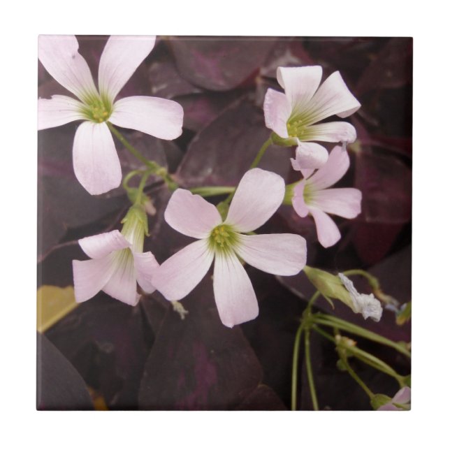 Azulejo De Cerámica Trébol falso Oxalis Triangularis (Frente)