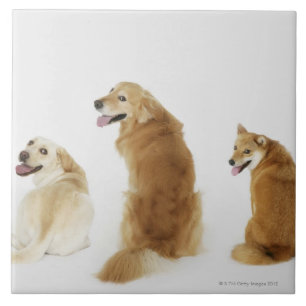 Azulejo De Cerámica Tres perros que miran la cámara