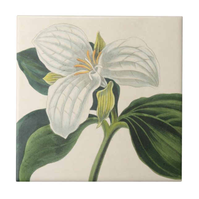 Azulejo De Cerámica Trillium florecido grande (Frente)