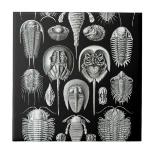Azulejo De Cerámica Trilobites y fósiles en blanco y negro