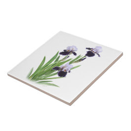 Azulejo De Cerámica Trío de Iris de Barba Morada Arte Floral Botánico