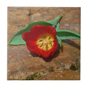 Azulejo De Cerámica Tulip rojo primavera