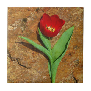 Azulejo De Cerámica Tulipán amarillo y rojo