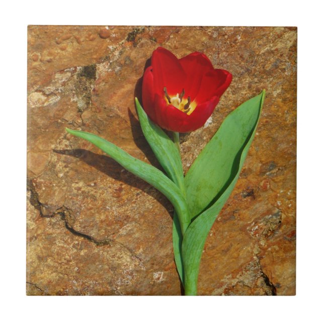 Azulejo De Cerámica Tulipán amarillo y rojo (Frente)