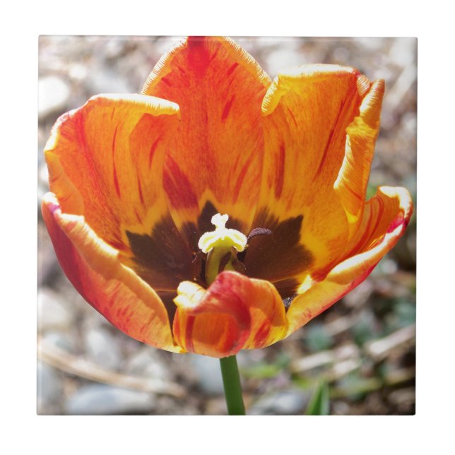 Azulejo De Cerámica Tulipán anaranjado (Frente)