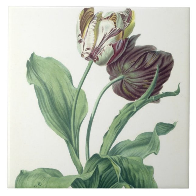 Azulejo De Cerámica Tulipán del jardín, de la "ópera Botanica", (Frente)