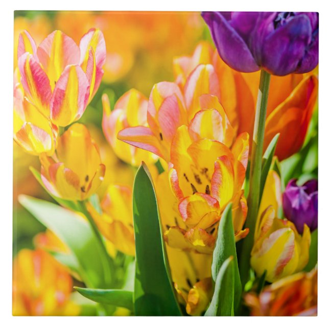 Azulejo De Cerámica Tulipanes Encantadores 01 (Frente)