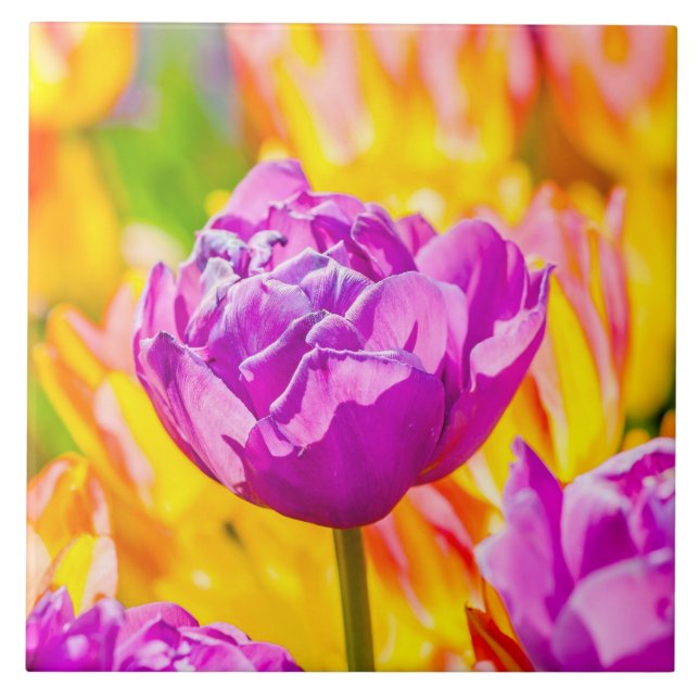 Azulejo De Cerámica Tulipanes encantadores 12 (Frente)