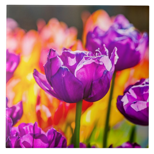 Azulejo De Cerámica Tulipanes Encantadores Púrpura (Frente)