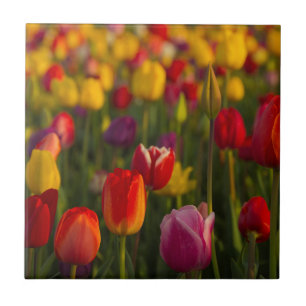 Azulejo De Cerámica Tulipanes, Festival de Tulipanes, Woodburn, Oregon
