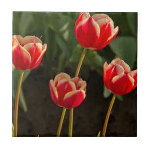 Azulejo De Cerámica Tulipanes, Festival de Tulipanes, Woodburn, Oregon