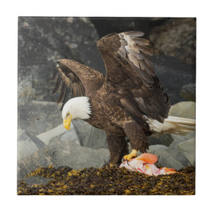 Azulejo De Cerámica Último Eagle calvo