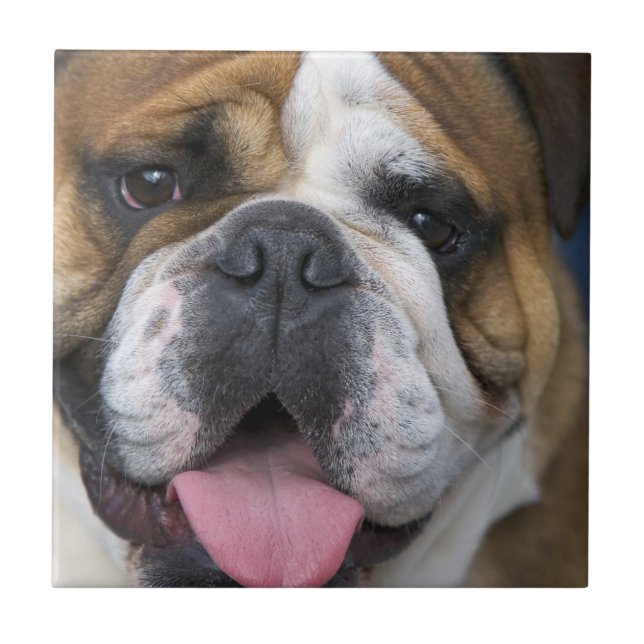 Azulejo De Cerámica Un bulldog inglés en Bélgica (Frente)