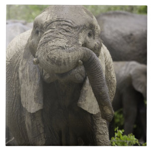 Azulejo De Cerámica Un elefante africano joven (africana del