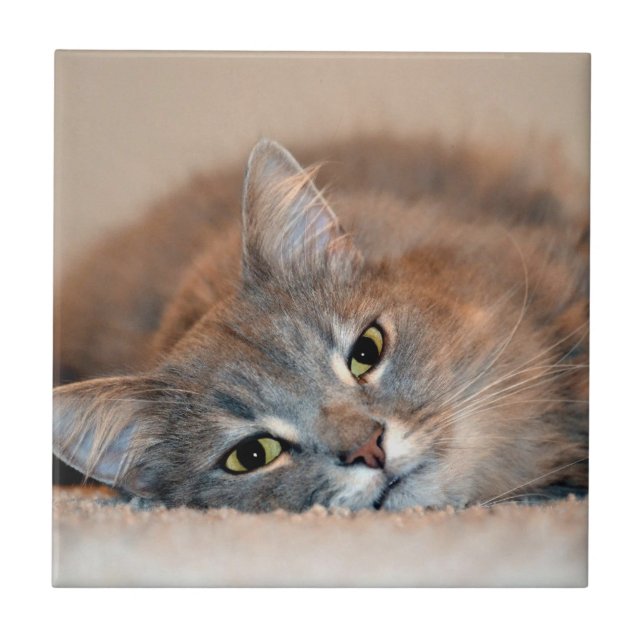 Azulejo De Cerámica Un gato ruso azul y largamente haitiano por Shirle (Frente)