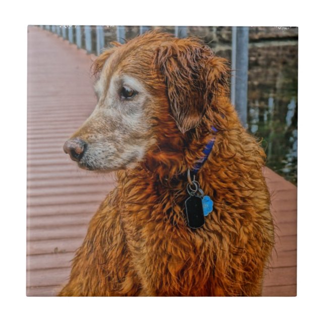 AZULEJO DE CERÁMICA UN GOLDEN RETRIEVER MÁS VIEJO EN MUELLE (Frente)