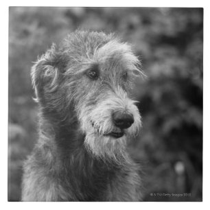 Azulejo De Cerámica Un perro afuera