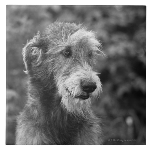 Azulejo De Cerámica Un perro afuera (Frente)