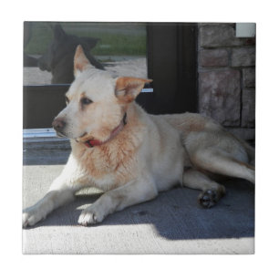 Azulejo De Cerámica Un perro con historia