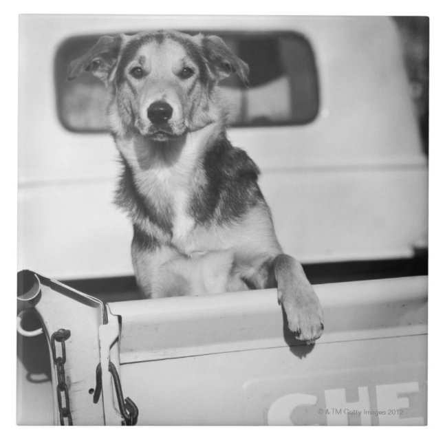 Azulejo De Cerámica Un perro en un coche (Frente)