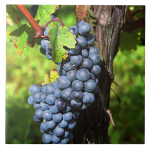 Azulejo De Cerámica Un racimo de uvas merlot maduras en una vid con