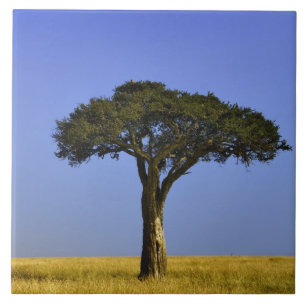 Azulejo De Cerámica Un solo árbol de acacia en llanuras herbáceas, Mas