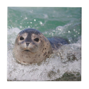 Azulejo De Cerámica Una cría de foca surfeando