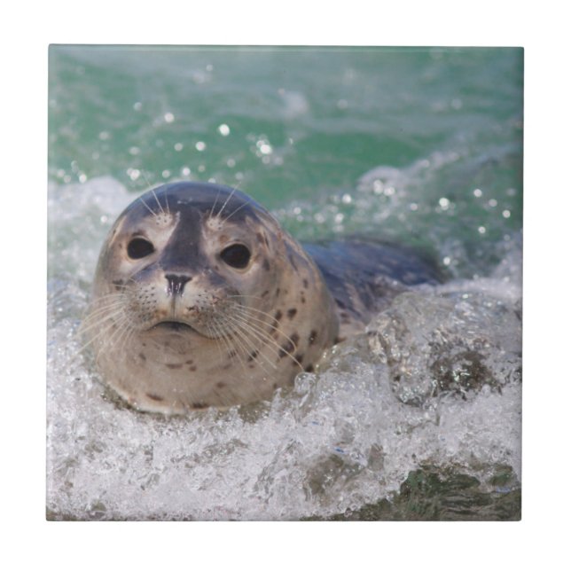 Azulejo De Cerámica Una cría de foca surfeando (Frente)