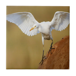 Azulejo De Cerámica Una garceta bueyera (Bubulcus Ibis) desciende