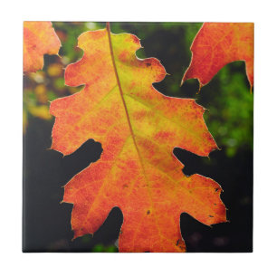 Azulejo De Cerámica Una hoja de roble en el bosque nacional de seis r