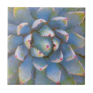 Azulejo De Cerámica Utah, Bosque Nacional Dixie. Primer plano de yucca