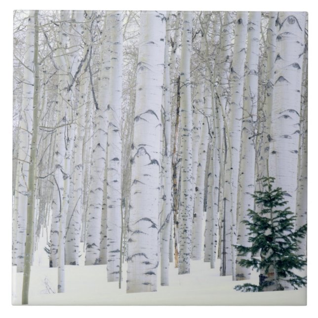 Azulejo De Cerámica UTAH. EE. UU. Aspen (Populus tremuloides) & Dougla (Frente)