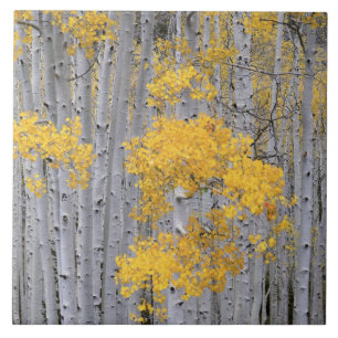 Azulejo De Cerámica UTAH. EE.UU. Aspen (Populus tremuloides) en