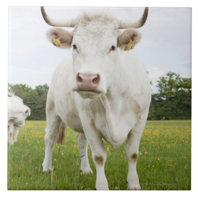 Azulejo De Cerámica Vaca que se coloca en campo herboso (Frente)