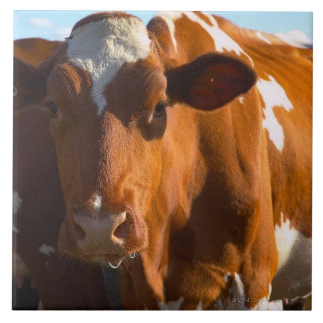 Azulejo De Cerámica Vacas en granja (Frente)