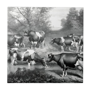Azulejo De Cerámica Vacas francas de Holstein