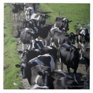 Azulejo De Cerámica Vacas lecheras que aguardan el ordeño