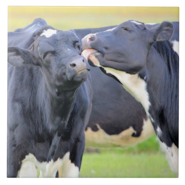 Azulejo De Cerámica Vacas mejores amigos besos Tile (Frente)
