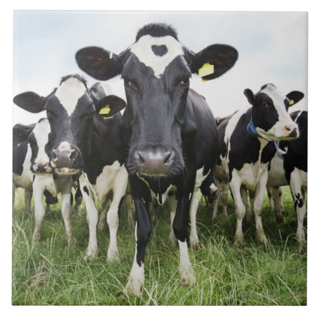 Azulejo De Cerámica Vacas que se colocan en una fila que mira la (Frente)