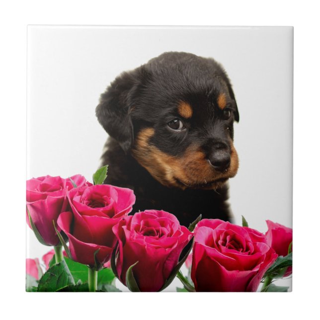Azulejo De Cerámica Valentine Rosa Rottweiler Puppy (Frente)