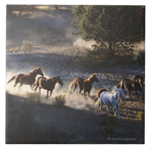 Azulejo De Cerámica Vaquero con la manada de caballos