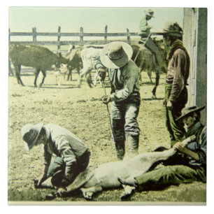 Azulejo De Cerámica Vaqueros americanos que califican un becerro,
